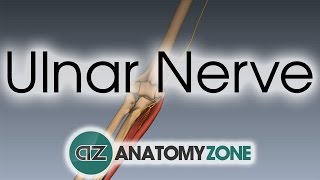 Ulnar Nerve  3D Anatomy Tutorial [upl. by Rehctaht]