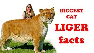 BIGGEST CAT LIGER facts for kids Simply Elearn Kids [upl. by Holly-Anne]