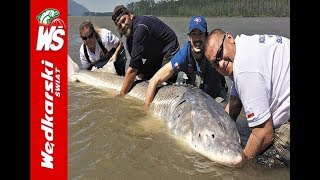 Olbrzymi jesiotr 340 cm złowiony przez Polaka  Biggest Sturgeon [upl. by Haley]