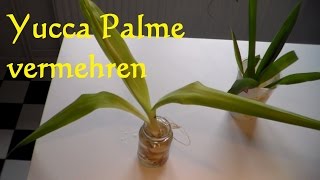 Yucca Palme vermehren  Yucca Palme schneiden  Ableger Steckling Yucca Palme [upl. by Walter]