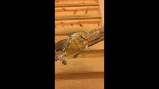 Do it Yourself Taxidermy  Bluegill [upl. by Brittnee462]