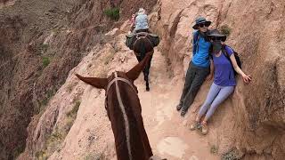 Grand Canyon Mule Rides [upl. by Sheehan]