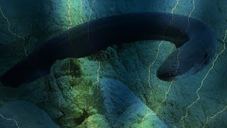 Electric eel uses highvoltage shocks to locate and stun preyVanderbilt research [upl. by Asyram331]