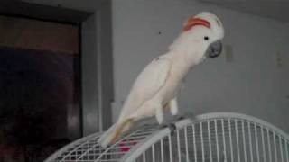 Moluccan Cockatoo scream [upl. by Nodnas]