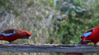 Crimson Rosellas [upl. by Ilyssa]