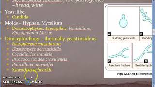 Microbiology 577 b Fungal Diseases Mycosis Superficial Sub cutaneous Systemic Opportunistic [upl. by Nilam]