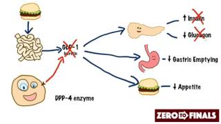 How does sitagliptin work DPP4 inhibitors and GLP1 mimetics [upl. by Airdnal]