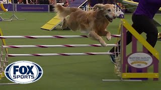 Punk the Golden Retriever captures 24 inch class title  FOX SPORTS [upl. by Yelsel]