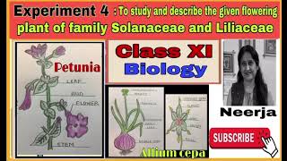 Study flowering plant of families Solanaceae amp LiliaceaeExperiment 4class11biology1st term [upl. by Naitsirhk]