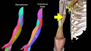 Dermatomes and Cutaneous fields [upl. by Odnala783]