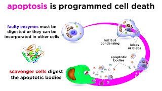 Apoptosis Programmed Cell Death [upl. by Kaufmann]