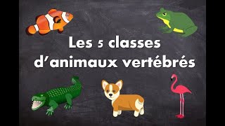 Les 5 classes danimaux vertébrés [upl. by Nessej]