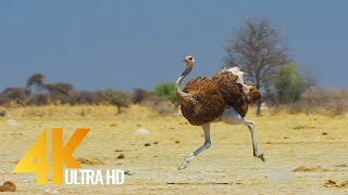 4K Ostrich the Flightless Bird  African Wildlife Documentary Film with Narration [upl. by Guria]