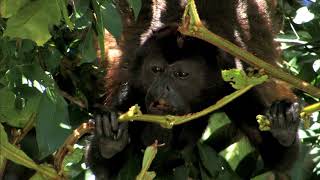 AGUAS TROPICALES  Documental Naturaleza HD 1080p  Grandes Documentales [upl. by Kahn]