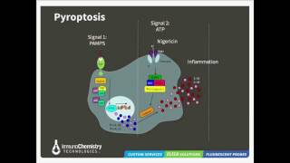 Pathways to Cell Death Apoptosis Pyroptosis and Autophagy [upl. by Sidran]