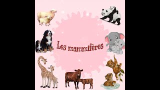 Les mammifères [upl. by Bara]