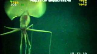 Magnapinna Squid Filmed at Drilling Site [upl. by Rocca]