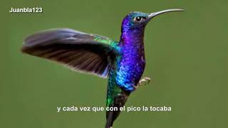 Silvio Rodríguez  El colibrí y la flor Inédita [upl. by Aisya]