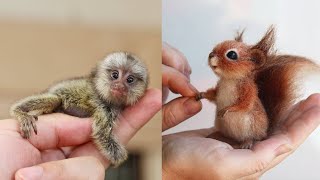 10 Cutest Baby Animals That Will Make You Go Aww 2 [upl. by Sievert]