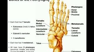 Anatomy  Specific Bones of the Feet [upl. by Letnuhs]