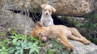 The cry for help of two dogs abandoned by their cruel owner on the side of the road and I saved them [upl. by Lubba]