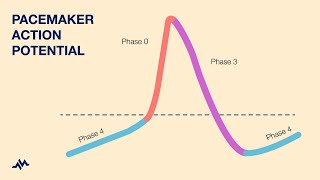 Pacemaker Action Potential [upl. by Mancino]