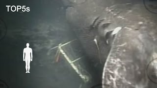 5 Most Mysterious amp Unexplained Sea Creatures [upl. by Ailaht572]