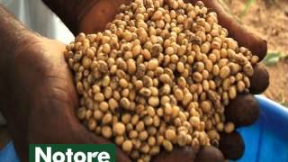 Soybean Production CABI ASHC x Notore Chemicals [upl. by Nosyaj]