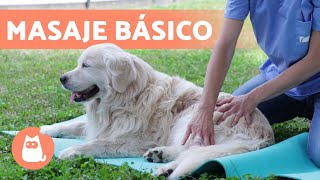 MASAJE relajante para PERROS 🐶 Beneficios y pasos a seguir [upl. by Akemit]