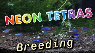 How to Breed Neon Tetras Complete Detailed Process [upl. by Ekud]