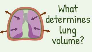 What Determines Lung Volume [upl. by Refiffej]