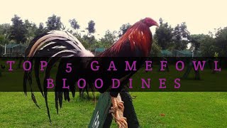 TOP 5 GAMEFOWL BLOODLINES [upl. by Pratte]