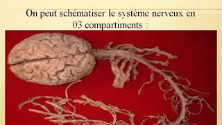 🔴Neurologie Examen Neurologique [upl. by Durno]