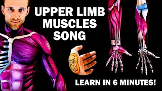 UPPER LIMB MUSCLES SONG Learn in 6 Minutes [upl. by Martineau19]