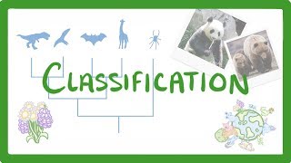 GCSE Biology  Classification 80 [upl. by Davenport]