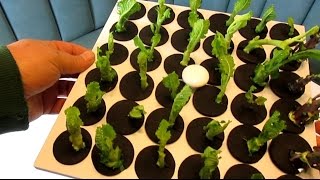 Aeroponics I Propagate Plants Fast amp Easy From Cuttings I Clone King 36 [upl. by Negrom453]