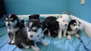 Pomsky Puppies Playing [upl. by Elumas]