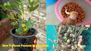 How To Grow PeanutGroundnut In Container [upl. by Ardel]