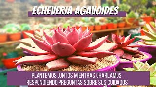 Echeveria agavoides Información y Tips de cuidados  respondiendo preguntas [upl. by Lednek]