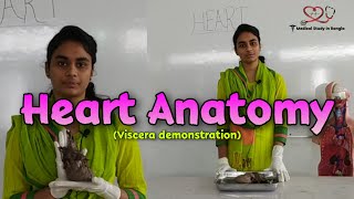 Heart anatomy in Bangla  Parts Blood supply Nerve supply  Viscera demonstration [upl. by Iverson]