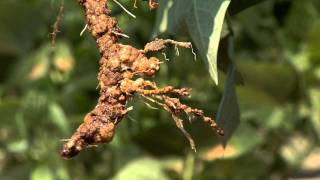 Diagnosing Nematode Damage in the Field [upl. by Marven]