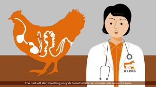 Coccidiosis in broilers and layer pullets [upl. by Beattie]