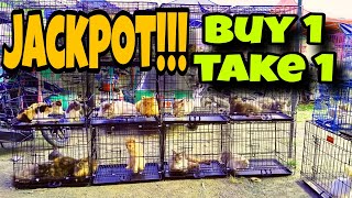 BOCAUE PET MARKET JACKPOT December 15 2023 [upl. by Dine]