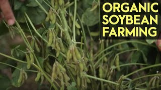 Organic Soybean Farming Reviving the Soybean Industry in the Philippines [upl. by Einberger]