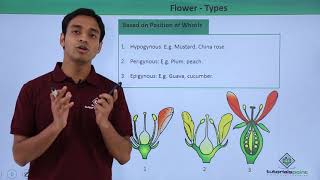 Class 11th – Flower – Types  Morphology of Flowering Plants  Tutorials Point [upl. by Nottirb959]