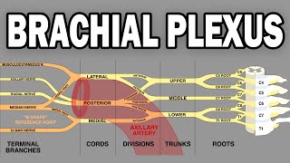 THE BRACHIAL PLEXUS AND UPPER LIMB INNERVATION [upl. by Nussbaum]