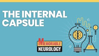 Internal Capsule Mnemonics Memorable Neurology Lecture 5 [upl. by Tibbs751]