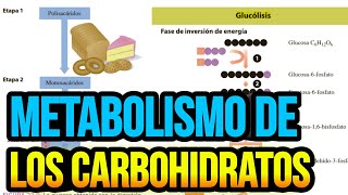 Metabolismo de los carbohidratos [upl. by Nauht]