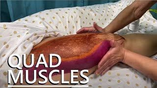 How to Massage the Quadriceps [upl. by Inaniel]