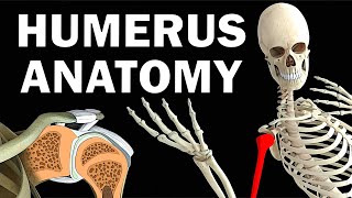 HUMERUS ANATOMY [upl. by Lena67]